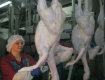 В Омской области заработала фабрика по производству мяса индейки